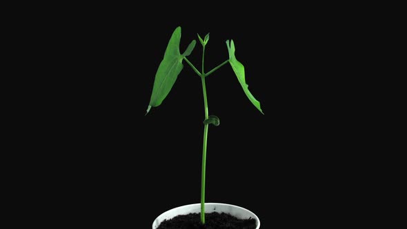 Phototropism effect in growing bean