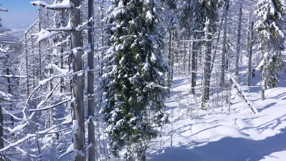 Flying in Fabulous Winter Forest