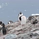 Small Group Of Penguins - VideoHive Item for Sale
