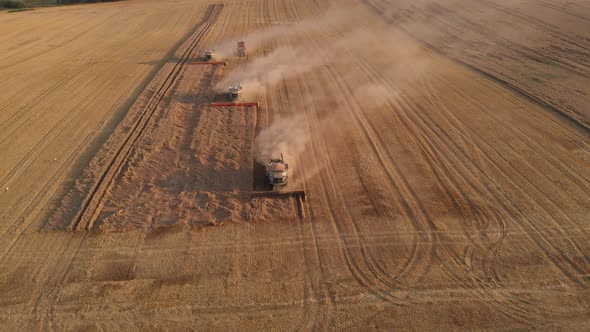 Aerial shot: few combines harvest wheat at sunset.