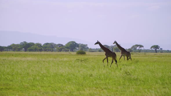 two giraffes walk along the green field of the sunny African savannah against the backdrop of trees