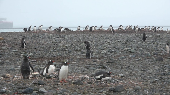 Antarctica. There are a lot of penguins resting on the rocks at Hope Bay. Antarctic Peninsula.