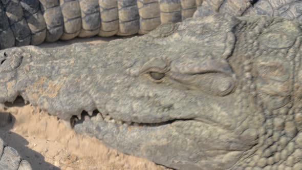 Crocodile eating meat Head view with mighty jaws