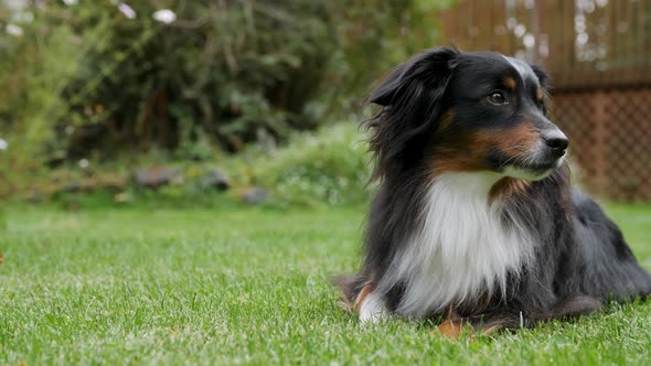 A mini Australian Shepherd laying down in a beautiful lawn of grass.