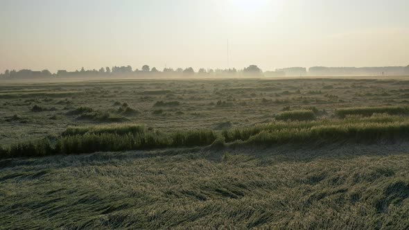 Agrarian Field With Growing Wheat That Lies Down And Was Damaged After Storm