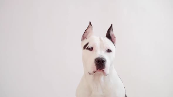 A White Staffordshire Terrier on a Light Background Looks at the Camera Turning Its Head. An Adult