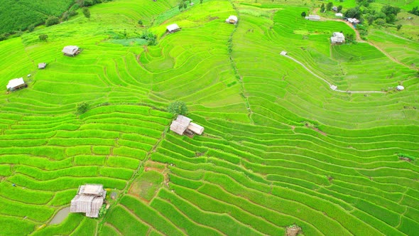 Drone view during golden hour of a rice terrace