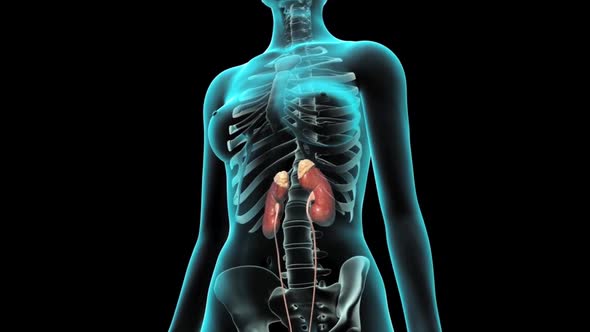 The kidneys, ureters, bladder, and urethra are the primary structures of the urinary system.