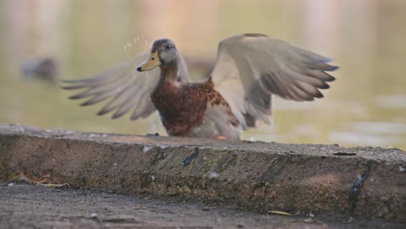 Duck jumping onto the curbstone