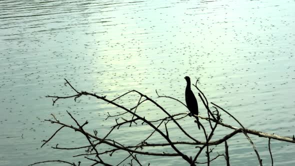 A Bird sitting in waterfront  dry tree