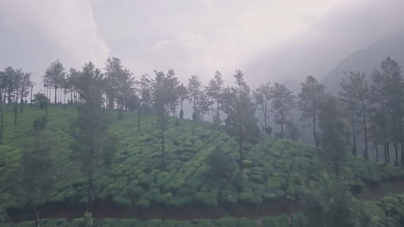 Misty tea plantation landscape in the mountains of Munnar, India. Aerial drone view