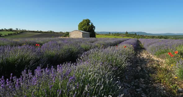 Field of lavenders,Ferrassieres, Provence, France