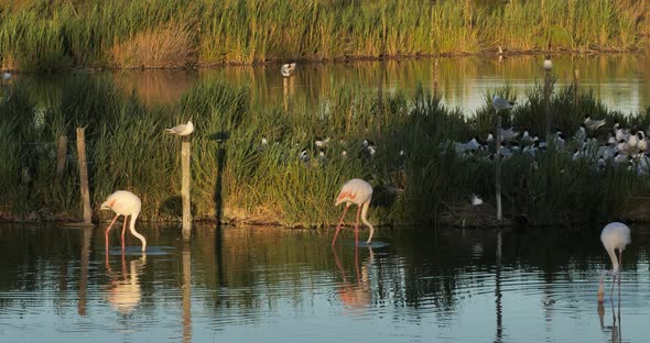 Greater flamingos and  flock of Mediterranean gull (Ichthyaetus melanocephalus)