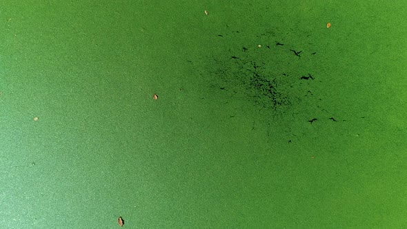 Blooming Water, Aerial Top View