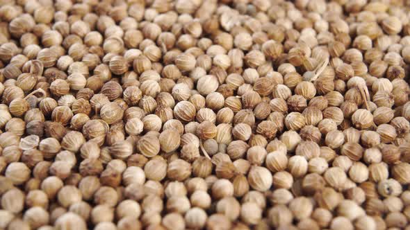 Heap of raw dry organic coriander. Cilantro seeds