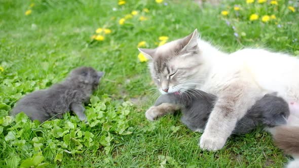 Small Kittens with Mother