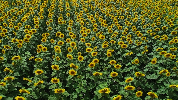 Of Sunflowers