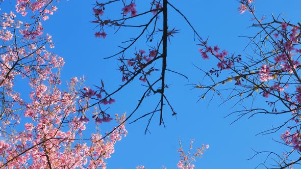 Wild Himalayan Cherry Spring Blossom in Garden