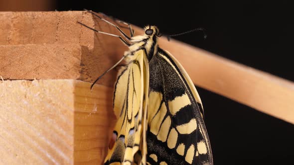 Papilio machaon, the Old World swallowtail butterfly folded wings