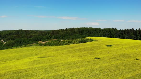 Yellow Rapeseed Flower Field Sunny Day with Blue Sky Sping Time Shot From Drone Aerial