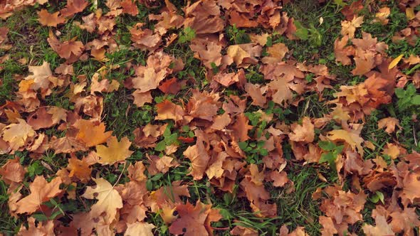 Maple Leaves on Green Grass at Fall Park. Autumn Nature