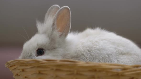 Cute White Rabbit Eating, Ears Sticking Out of Basket, Easter Symbol Closeup
