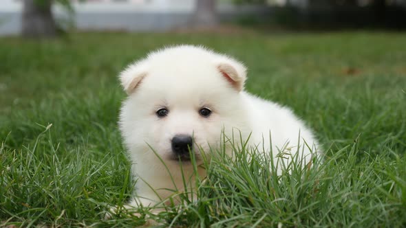 Close Up Of White Puppy Lying On Green Grass