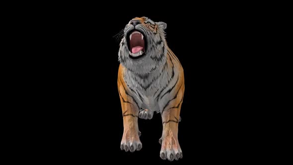 Tiger Idle 6 alt