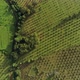 Avocado orchards top view - VideoHive Item for Sale
