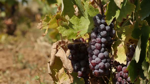 Common grape vine fruit shallow DOF 4K 2160p 30fps UltraHD footage - Close-up of Vitis vinifera plan