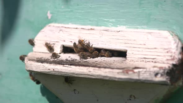 Close Up of Bees on a Apiary Near Hives on a Sunny Day