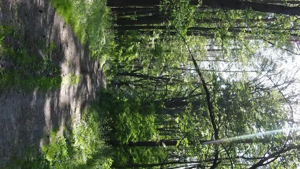 Vertical Video Aerial View Inside a Green Forest with Trees in Summer