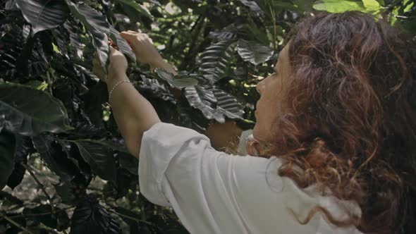 Woman Farmer is Harvesting Coffee Berries in the Coffee Farm Arabica Coffee Berries with