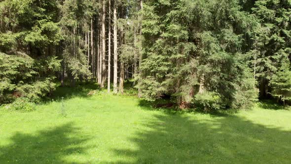 Aerial View of Alpin Pinewood in Summer Season Forest Overhead Panorama From Flying Drone