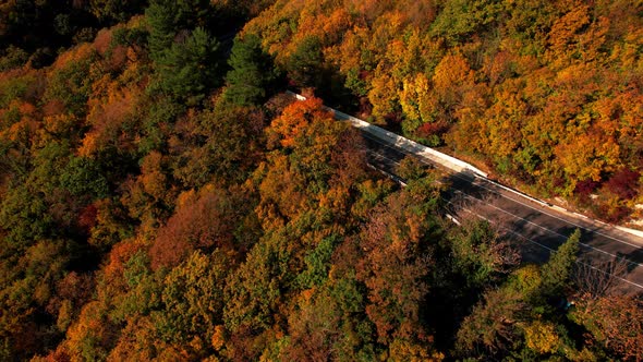 Aerial Flight Over the Road Between Autumn Trees