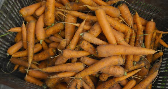 Fresh carrots on organic farm