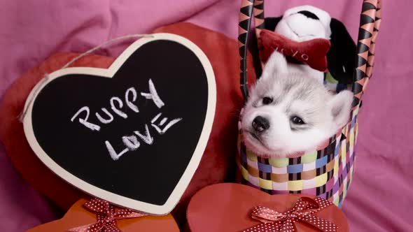 cute Valentines Day Husky puppy in a basket with Puppy Love sign being cute