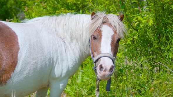 Pony in Front of the Green Bushes