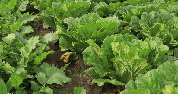 Chinese cabbage crops growing at field