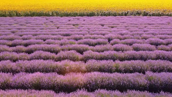 Aerial View of Sunflowers with Lavender Fields at Sunset