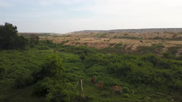 Aerial view cows search food