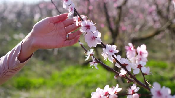 Woman Gently Touch Lush Peach Flowers Bunch Enjoy Hanami Time