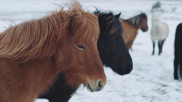 Beautiful Fluffy Icelandic Horses