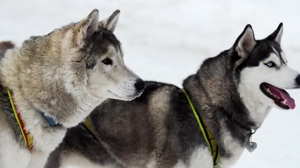 Dogs husky hungry