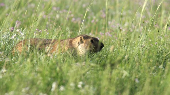 Real Wild Marmot in a Meadow Covered With Green Fresh Grass