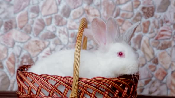 Easter Day and Cute Bunny in a Basket