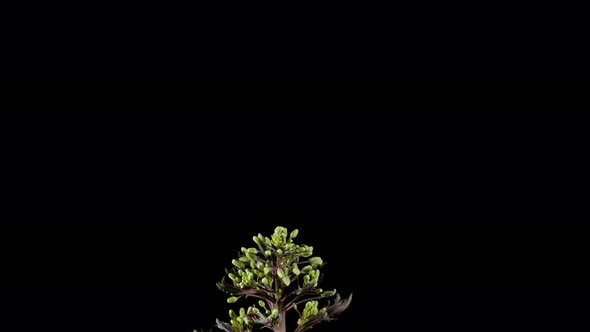 Growth of Inflorescence Ornamental Cabbage