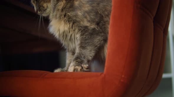 Petting Cat Sitting on Chair in Living Room