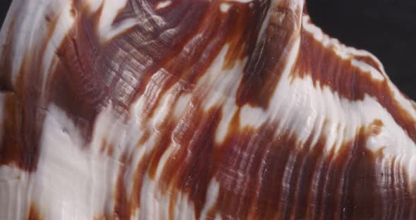 Macro Surface of the Sea Shell
