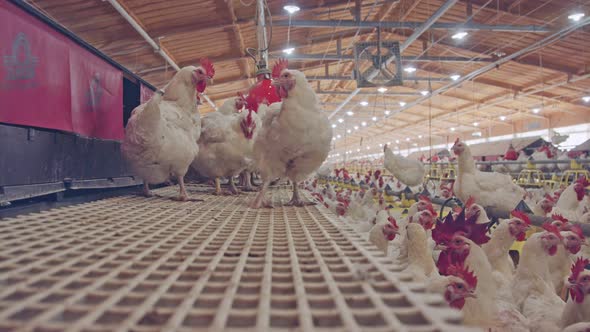 Close up of chickens in a large scale chicken farm